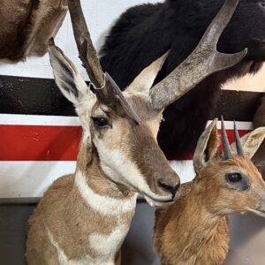 TAXIDERMY PRONGHORN SHOULDER MOUNT NO BRANCH