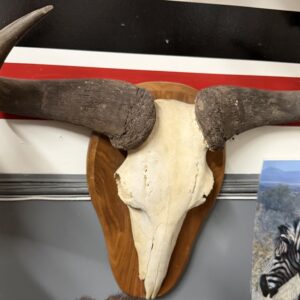 TAXIDERMY WILDEBEEST SKULL AND HORNS WALL HANGING