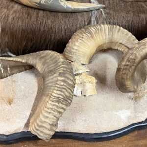 TAXIDERMY RAM HORNS ON PLAQUE