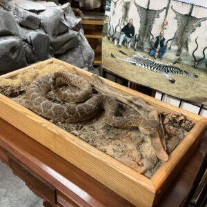TAXIDERMY HUGE RATTLESNAKE IN HABITAT