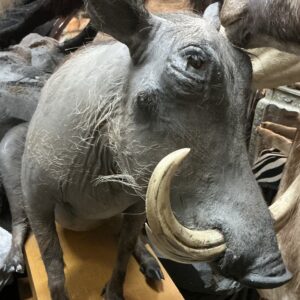 TAXIDERMY LIFE SIZE WARTHOG SITTING
