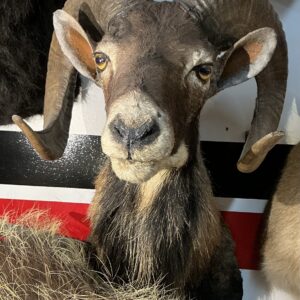 TAXIDERMY CORSICAN RAM MULTI COLOR WHITE MUZZLE