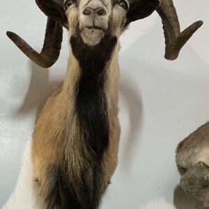 TAXIDERMY CORSICAN RAM LONG DARK BEARD
