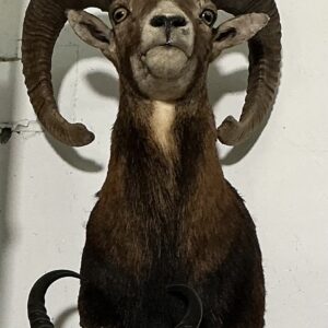 TAXIDERMY CORSICAN RAM ALL DARK BROWN
