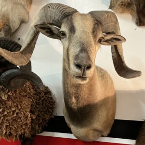 TAXIDERMY CORSICAN  RAM WITH LIGHT GRAYISH COAT