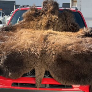TAXIDERMY BISON RUG