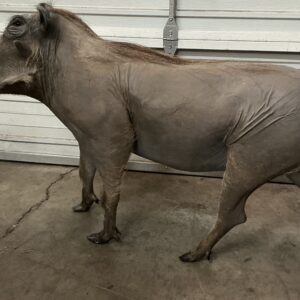 TAXIDERMY WARTHOG WALKING NO BASE GREY COLOR