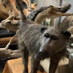 TAXIDERMY CHACMA BABOON WALKING WITHOUT BASE