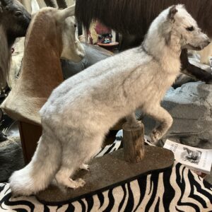 TAXIDERMY FOX BLUE RANCH ON BASE