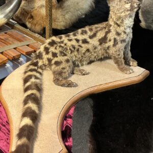 TAXIDERMY GENET ON WOOD PLAQUE