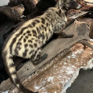 TAXIDERMY CIVET ON BIG LOG