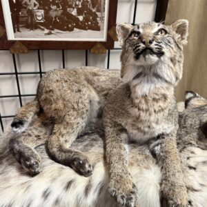 TAXIDERMY BOBCAT LOOKING UP