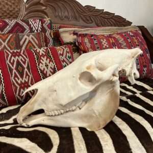 TAXIDERMY ZEBRA SKULL