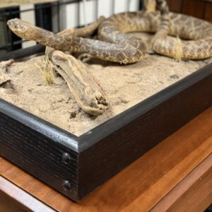 TAXIDERMY HUGE RATTLESNAKE IN HABITAT