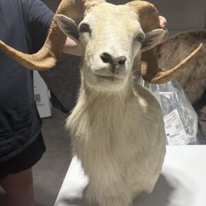TAXIDERMY ALL WHITE CORSICAN RAM
