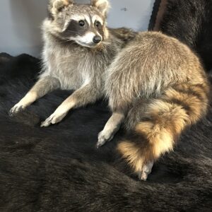 TAXIDERMY RACCOON LAYING DOWN