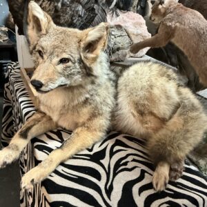 TAXIDERMY COYOTE LAYING ON ZEBRA RUG
