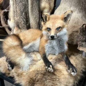 TAXIDERMY RED FOX BLUE EYES