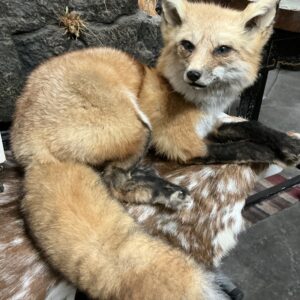 TAXIDERMY RED FOX BIG TAIL