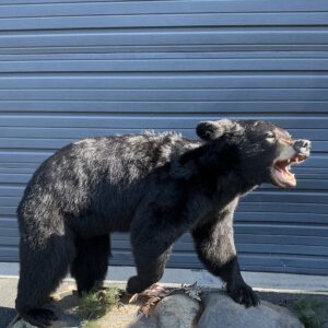 TAXIDERMY BLACK BEAR WALKING