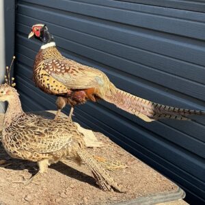 TAXIDERMY MALE FEMALE RING NECK PHEASANTS
