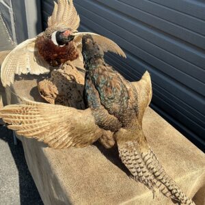 TAXIDERMY FIGHTING RING NECK PHEASANT AND GREEN PHEASANT