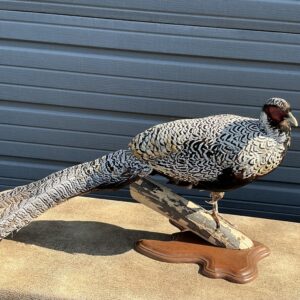 TAXIDERMY SILVER REEVES PHEASANT