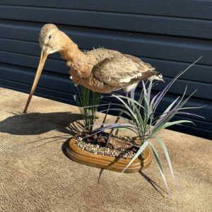 TAXIDERMY BLACK TAILED GODWIT