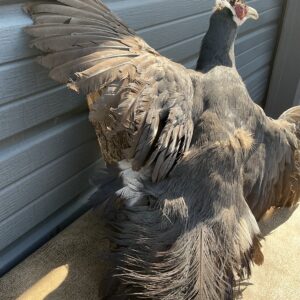 TAXIDERMY FLYING BLUE EARED PHEASANT