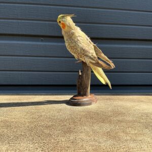 TAXIDERMY COCKATIEL