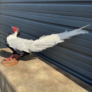 TAXIDERMY MALE SILVER PHEASANT