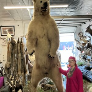 TAXIDERMY MASSIVE KODIAK BEAR