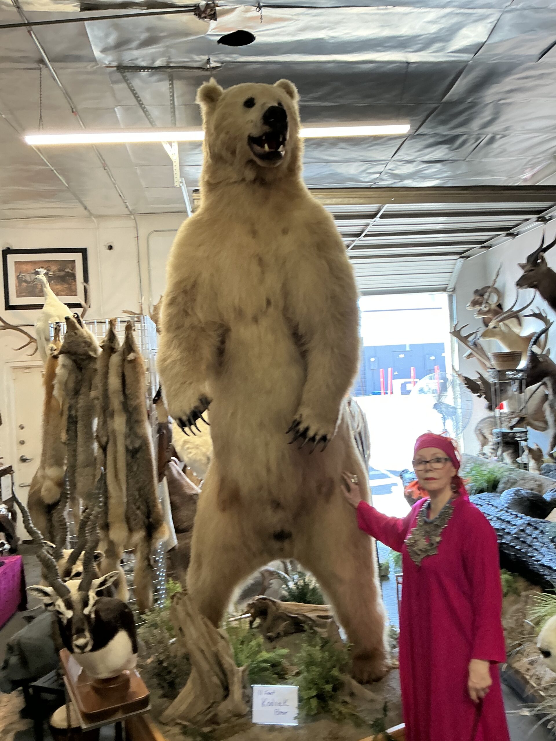 TAXIDERMY MASSIVE KODIAK BEAR