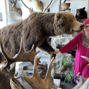 TAXIDERMY ALASKAN BROWN BEAR HUGE