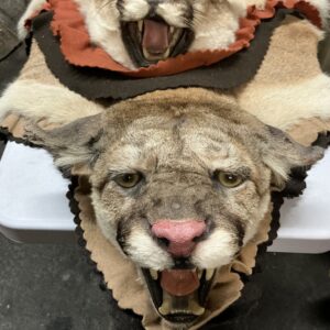 TAXIDERMY MOUNTAIN LION RUG