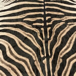 TAXIDERMY ZEBRA RUG 10 FEET PLUS