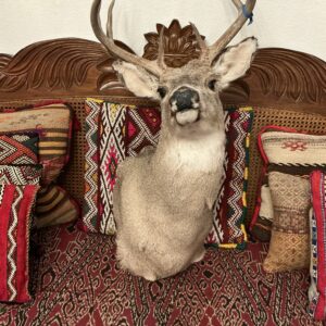 TAXIDERMY WHITE TAIL 5 X5 DEER SHOULDER MOUNT