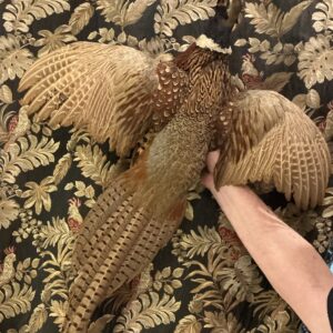 TAXIDERMY FLYING PHEASANT