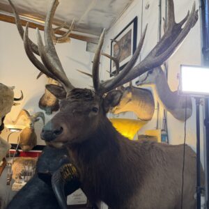 TAXIDERMY YUKON BULL ELK 1/2 MOUNT