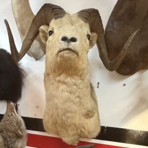 TAXIDERMY DALL SHEEP SHOULDER MOUNT