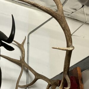 TAXIDERMY ELK ANTLERS WITH RED VELVET
