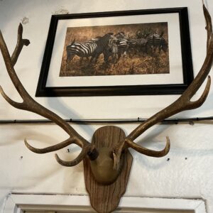 TAXIDERMY ELK ANTLERS ABOVE DOOR