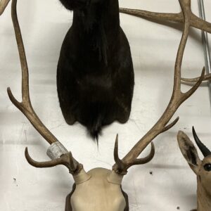 TAXIDERMY EURO STYLE DEER ANTLERS