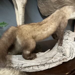 TAXIDERMY AMERICAN PINE MARTEN