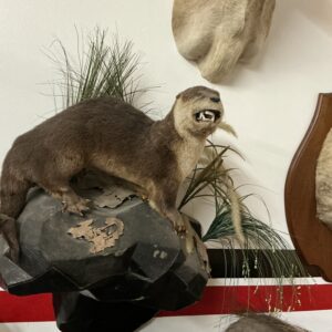 TAXIDERMY N. AMERICAN RIVER OTTER