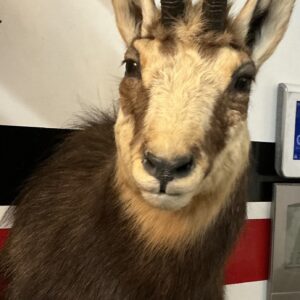 TAXIDERMY CHAMOIS SHOULDER MOUNT