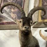 TAXIDERMY SPANISH GREDOS IBEX SHOULDER MOUNT