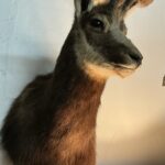 TAXIDERMY CHAMOIS SHOULDER MOUNT NEAR LAMP