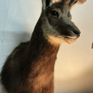TAXIDERMY CHAMOIS SHOULDER MOUNT NEAR LAMP