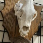 TAXIDERMY BLACK BEAR SKULL ON PLAQUE